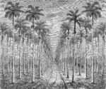 Carta Da Parati Palmeraie - Inkiostro Bianco - immagine 3