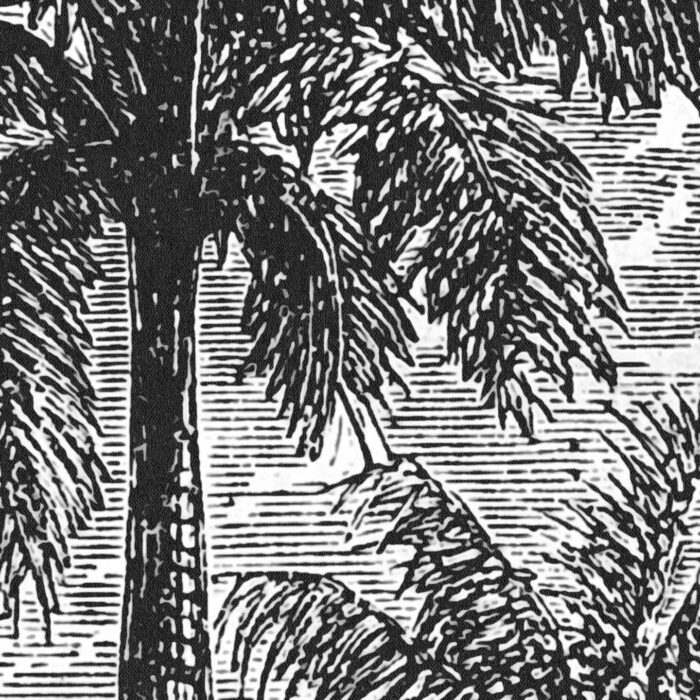 Carta Da Parati Palmeraie - Inkiostro Bianco - immagine 2