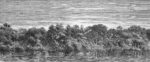 Carta Da Parati Jungle - Inkiostro Bianco - immagine 3