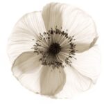 Carta Da Parati Poppy - Wall&Decò - immagine 2