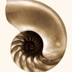 Carta Da Parati Nautilus - Wall&Decò - immagine 2
