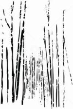 Carta Da Parati Bamboo - Wall&Decò - immagine 2