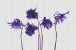Carta da Parati Campanula - Londonart - immagine 2