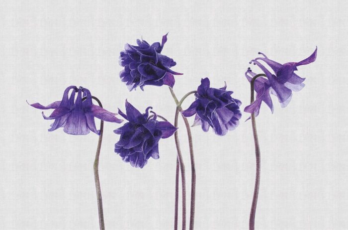 Carta da Parati Campanula - Londonart - immagine 2