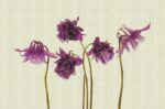 Carta da Parati Campanula - Londonart - immagine 3