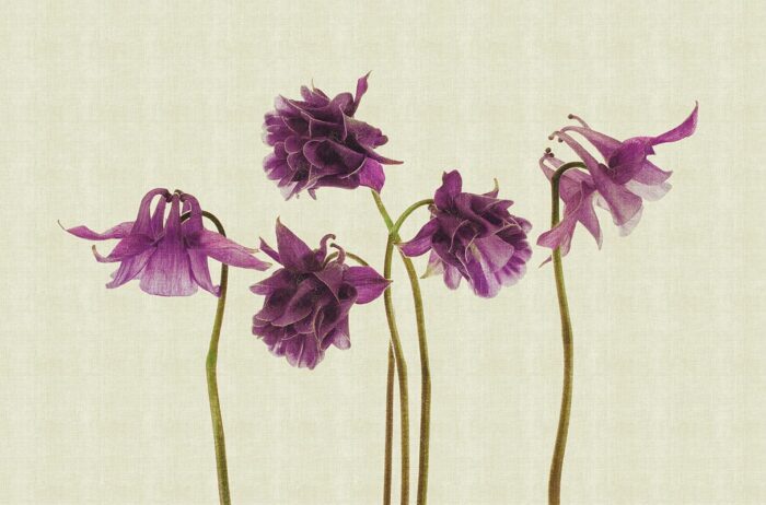 Carta da Parati Campanula - Londonart - immagine 3
