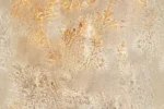 Carta Da Parati Octocorallia - Glamora - immagine 3