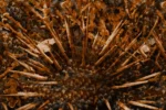 Carta Da Parati Spin - Glamora - immagine 4