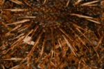 Carta Da Parati Spin - Glamora - immagine 5