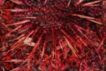 Carta Da Parati Spin - Glamora - immagine 3