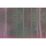 Carta Da Parati Forest - Glamora - immagine 6