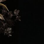 Carta Da Parati Elisir - Inkiostro Bianco - immagine 2