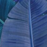 Carta Da Parati Herbage - Inkiostro Bianco - immagine 3
