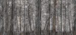 Carta Da Parati Little Red Riding Hood - Inkiostro Bianco - immagine 4
