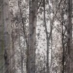 Carta Da Parati Robin Hood - Inkiostro Bianco - immagine 2