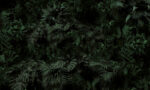 Carta Da Parati Dark Green- Adriani&Rossi - immagine 2